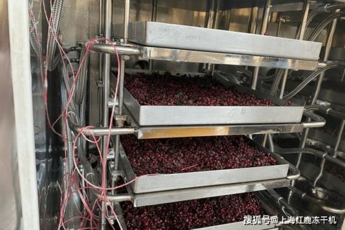 食品厂研发试验用小型冻干机设备选购